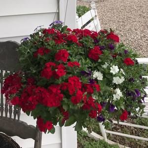 Meet your Posher, Patty